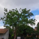 nachher
